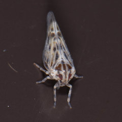 Cedusa maculata