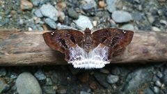 Odontoptilum