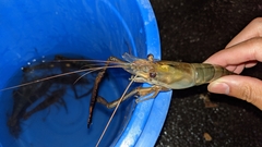 Macrobrachium lar