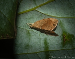 Crocidolomia suffusalis