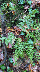 Asplenium adiantum-nigrum
