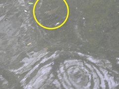Leiognathidae