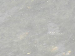 Leiognathidae