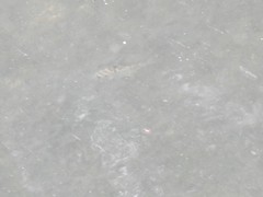 Leiognathidae