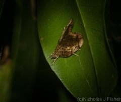 Crocidolomia suffusalis