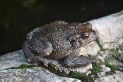 Bufo verrucosissimus