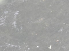 Leiognathidae