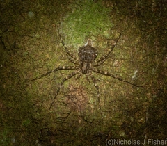 Tamopsis brachycauda