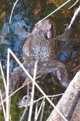Bufo verrucosissimus