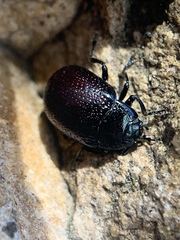 Chrysolina inconstans
