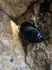 Chrysolina inconstans
