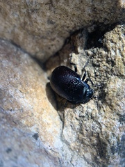 Chrysolina inconstans