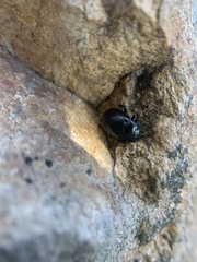 Chrysolina inconstans