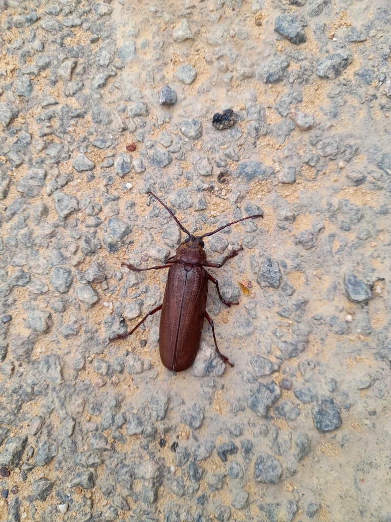 Anomotoma wilwerthi