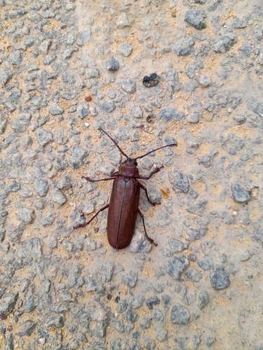 Anomotoma wilwerthi