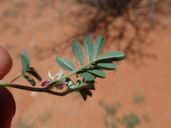 Indigofera damarana