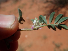 Indigofera damarana