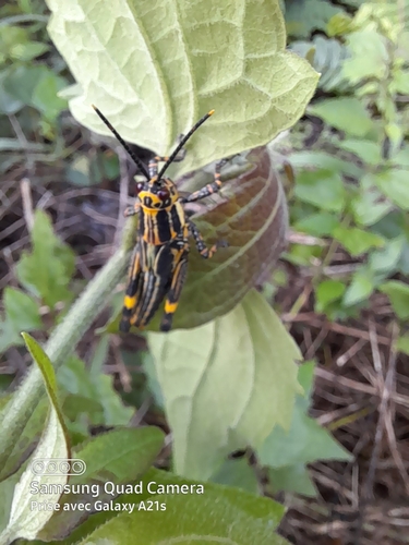 Variegated grasshopper