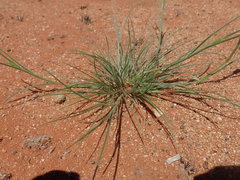 Enneapogon cenchroides