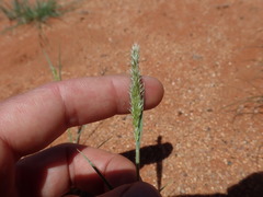 Enneapogon cenchroides