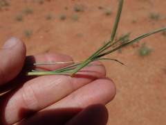 Enneapogon cenchroides