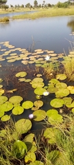 Nymphaea lotus image