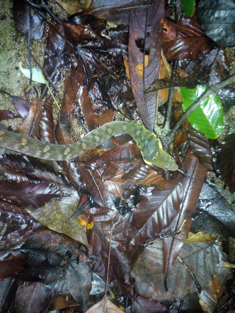 Chinese Bamboo Snake