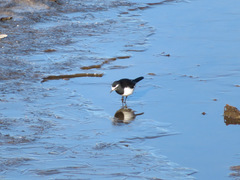 Motacilla grandis