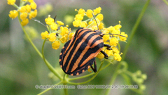 Graphosoma rubrolineatum