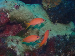 Japanese Anthias photo 3