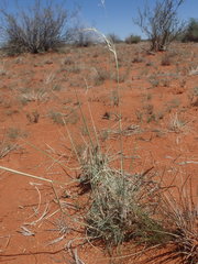 Stipagrostis ciliata capensis