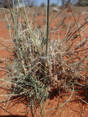 Stipagrostis ciliata capensis