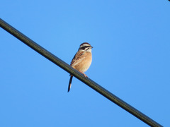 Emberiza cioides