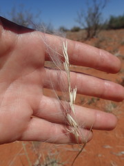 Stipagrostis ciliata capensis