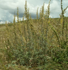 Artemisia armeniaca