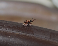 Callosobruchus maculatus