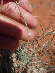 Stipagrostis ciliata capensis
