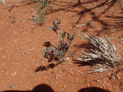 Indigastrum argyroides