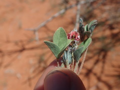 Indigastrum argyroides