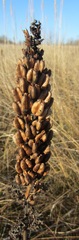 Veratrum nigrum