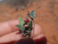 Indigastrum argyroides