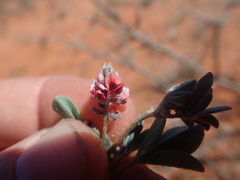 Indigastrum argyroides