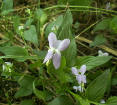 Viola vadimii