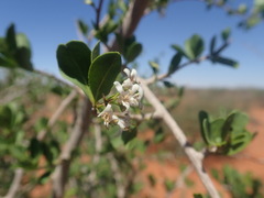 Ehretia alba