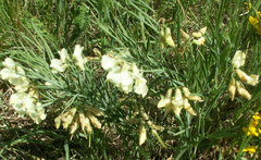Lathyrus pallescens