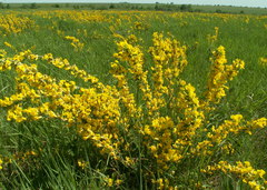 Chamaecytisus