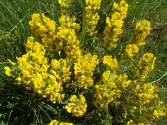 Chamaecytisus