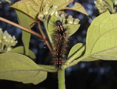 Pareuchaetes pseudoinsulata