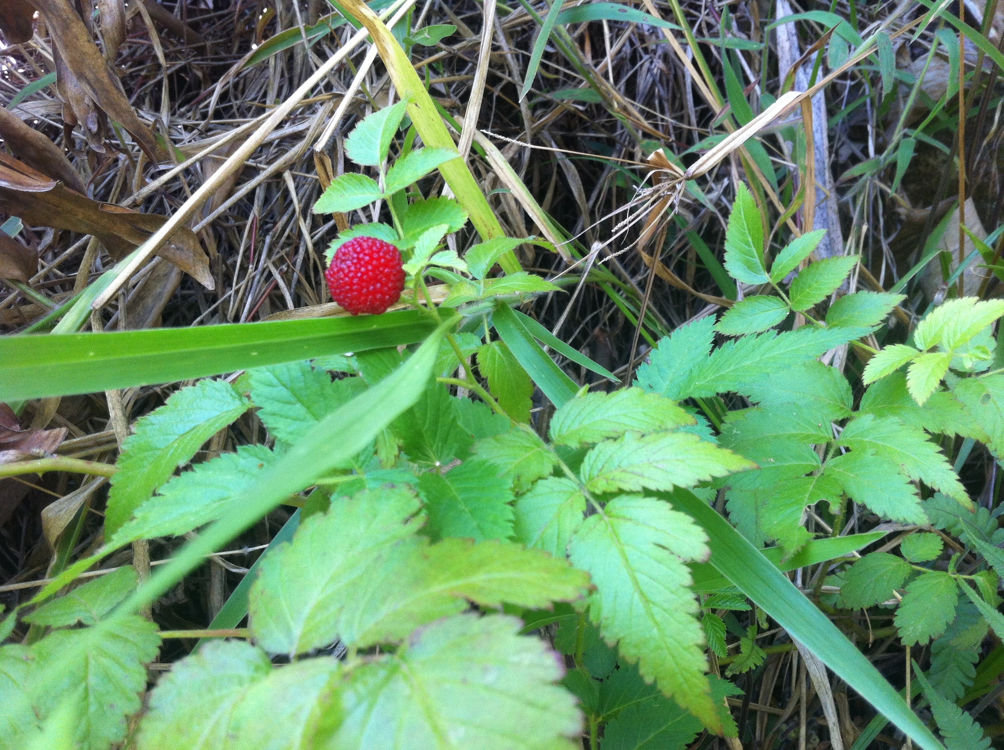 Rubus rosifolius