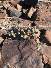 Grusonia aggeria